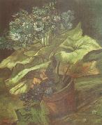 Vincent Van Gogh Cineraria in a Flowerpot (nn04) Spain oil painting reproduction